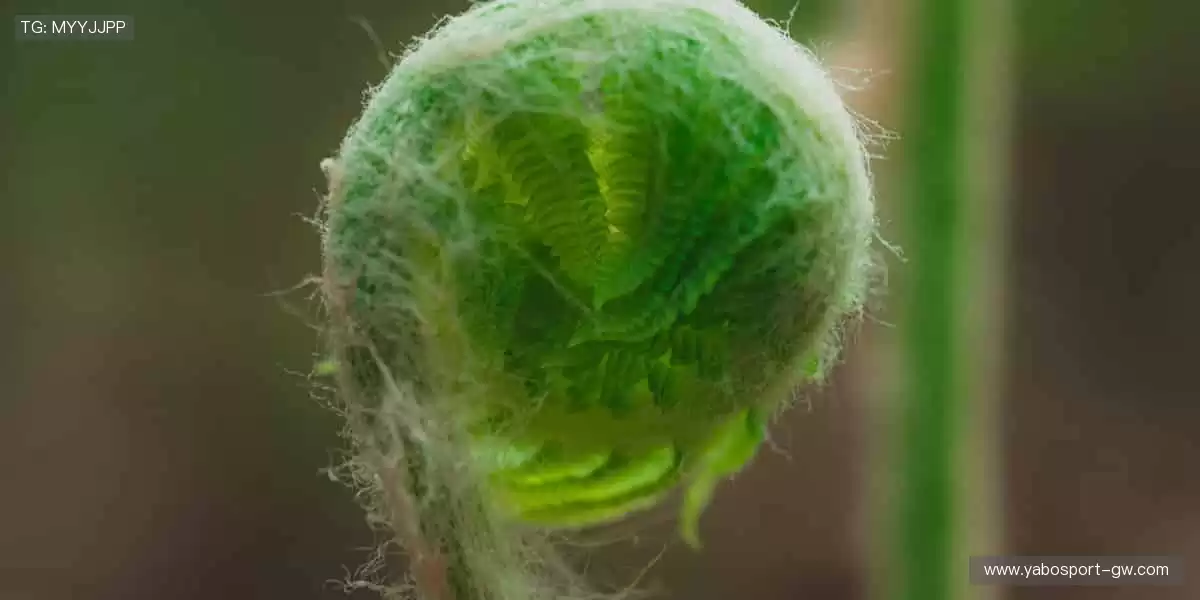 📱随时随地,高清直播!🎥精彩瞬间,绝不错过!